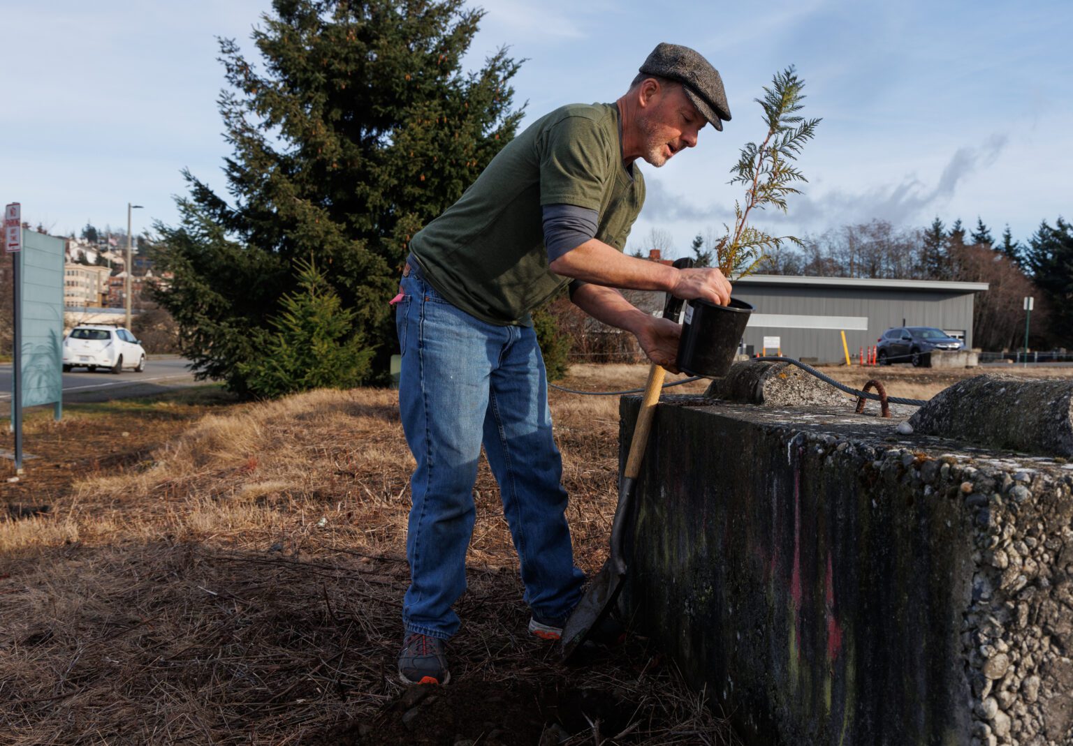 “Guerrilla Planter” Matt Christman plants Western redcedar trees along Harris Avenue on Saturday. Christman has been planting these "unauthorized" trees for decades. The Douglas fir behind him