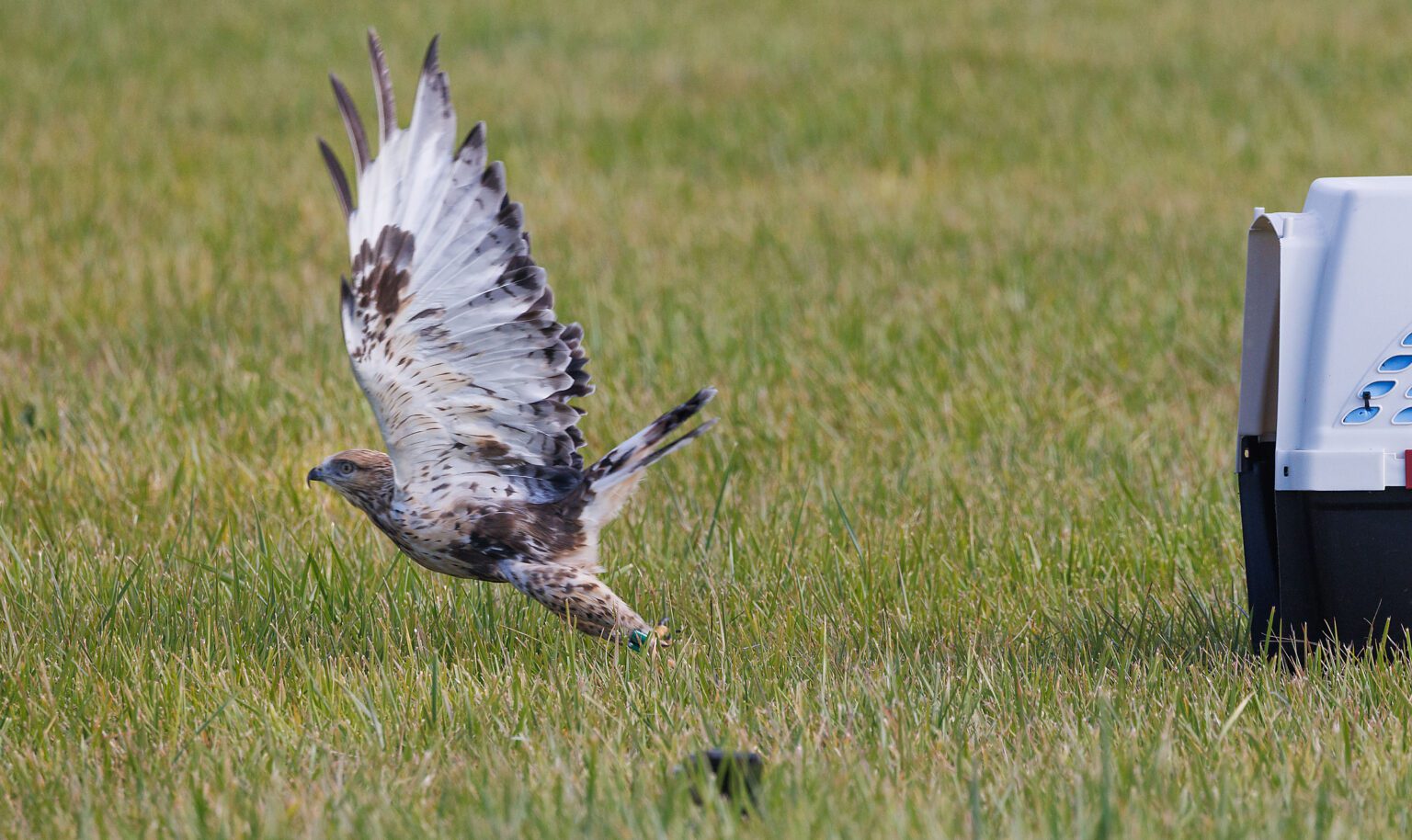 A rough-legged hawk leaps out of its crate and takes off after being released into the wild on Nov. 2 in Bow. The bird was hit by a plane and severely injured. PAWS