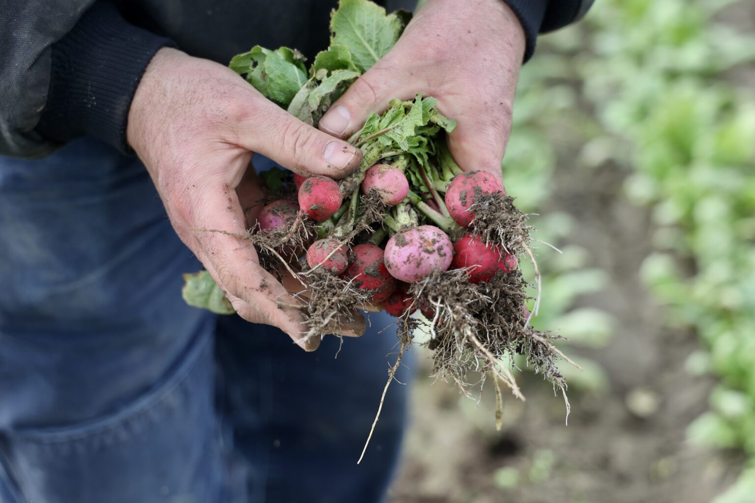 Skuter Fontaine of Everson's Terra Verde Farm holds Easter egg radishes that can't be sold because of floodwater contamination. Flood aid for small Whatcom farms has proven elusive.