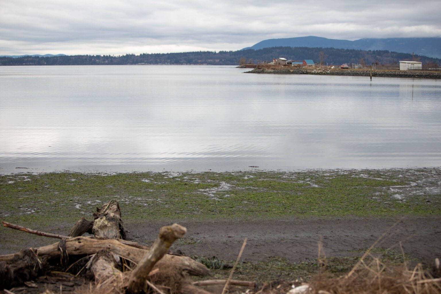 Riley Starks hopes to have permits in hand for a new seaweed farm in Lummi Bay this summer. The permitting process involves nine state agencies and can take years to complete