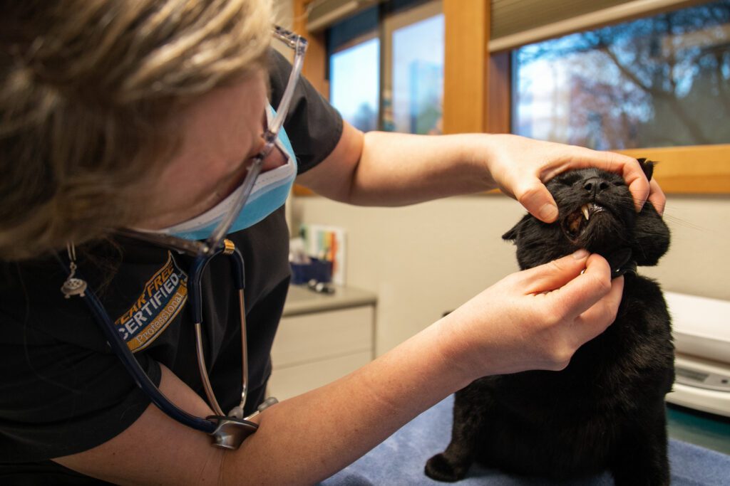 Veterinarian Tamara Godbey checks Toothless the cat's teeth at the Fairhaven Veterinary Hospital.