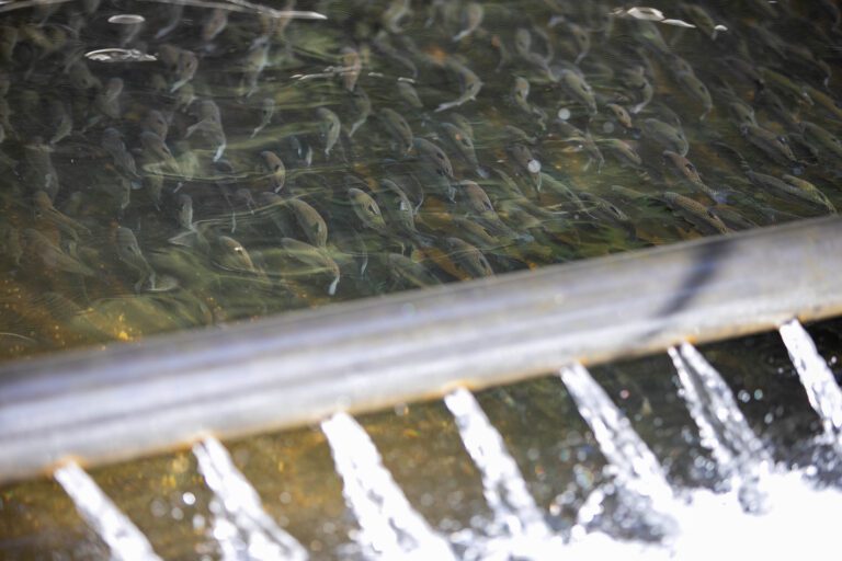 Trout swim in the fish hatchery at Whatcom Falls on March 7