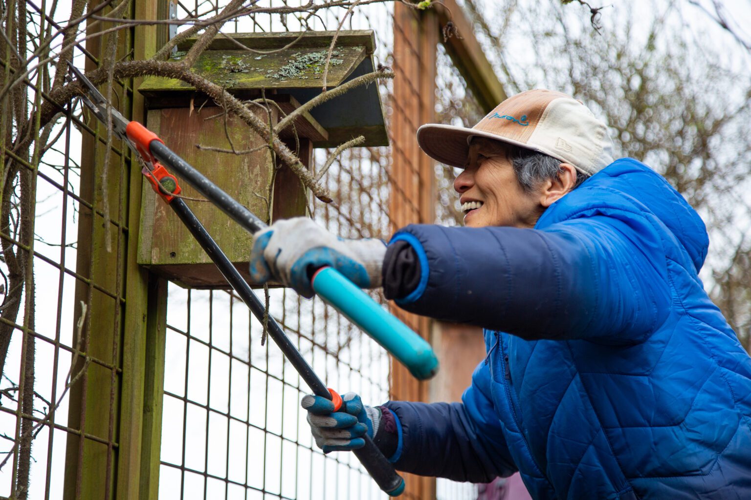 Volunteer Chiao Cheng shears a thick branch that had grown through a fence at the Chuckanut Center on March 12. Cheng and about a dozen other volunteers attended the center's Weed and Feed event.