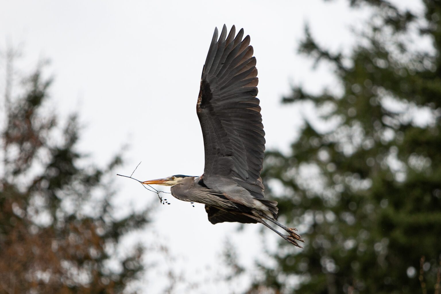 The Bellingham City Council voted Monday to purchase a 1.43 acre property adjacent to a Great blue heron colony near Post Point. The lot