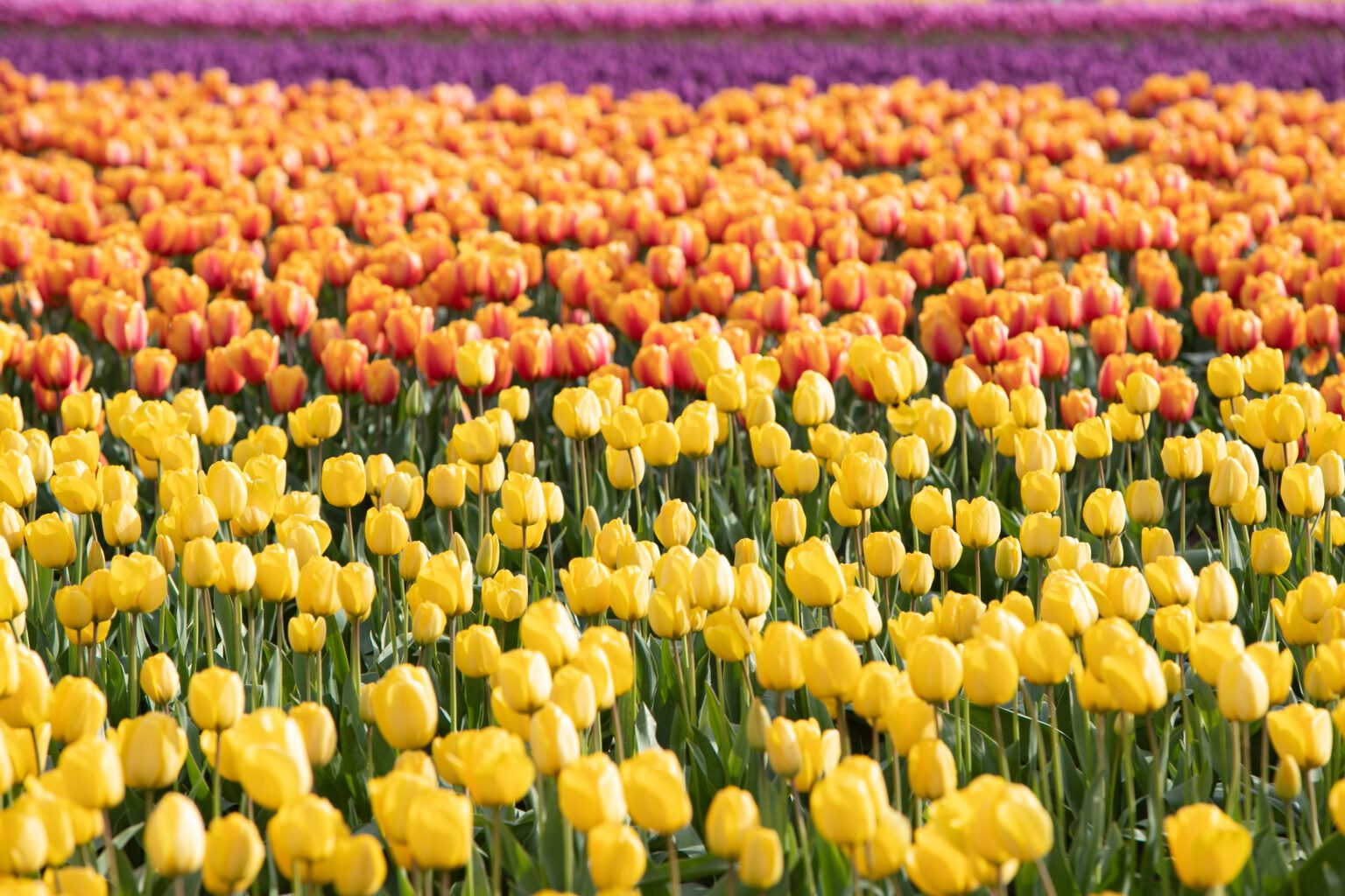A field of RoozenGaarde tulips bloom during the April 2022 Skagit Valley Tulip Festival. Festival organizers are hoping for a close-to-normal year in 2023