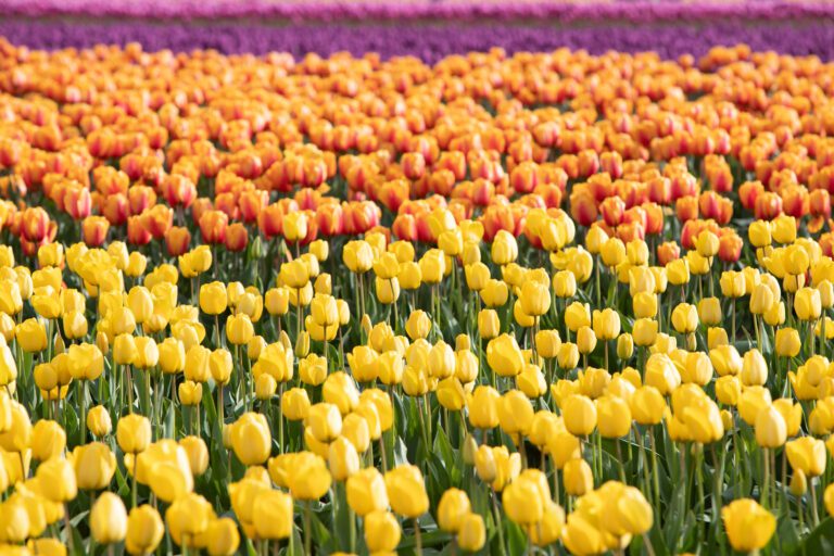 A field of RoozenGaarde tulips bloom during the April 2022 Skagit Valley Tulip Festival. Festival organizers are hoping for a close-to-normal year in 2023