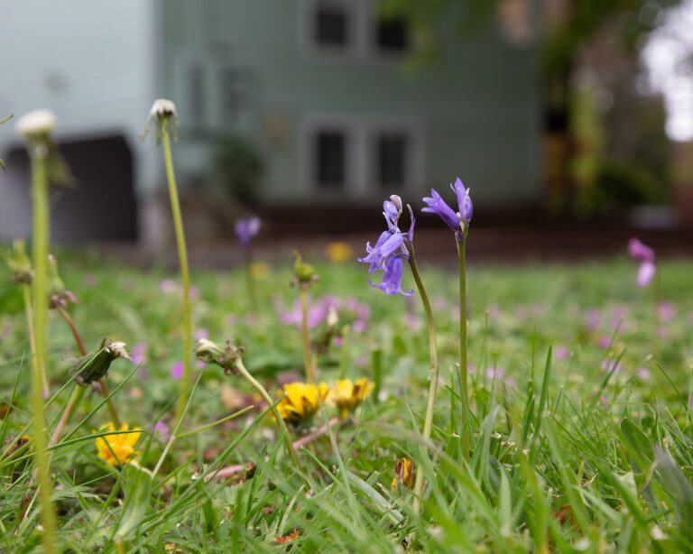An international anti-lawn mowing movement has made its way to Bellingham.