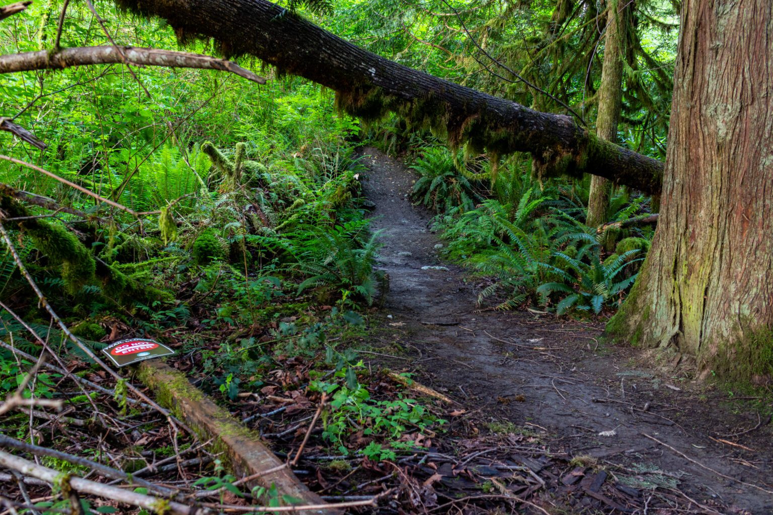 The unsanctioned trail Surfin' Turf was closed by Whatcom County