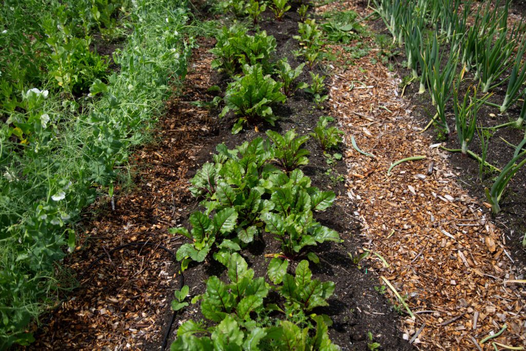 Vegetables and other greenery planted side to side, each plant-type kept separate.