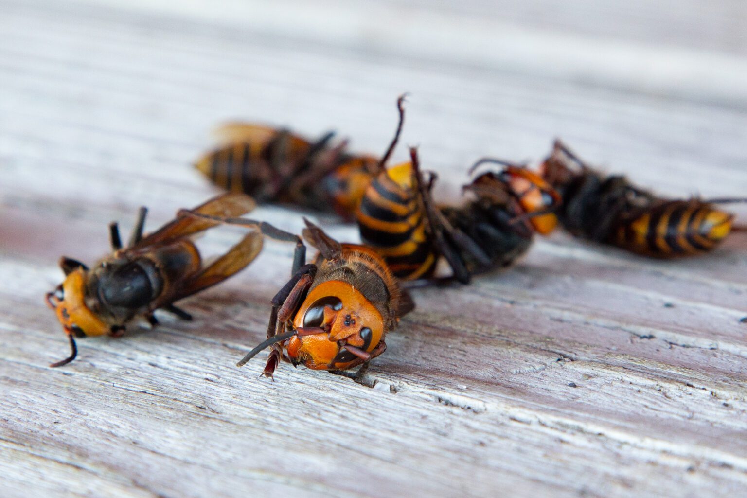 The Washington State Department of Agriculture displayed dead and preserved Northern giant hornets at their tracking and trapping training session in Blaine on July 12.