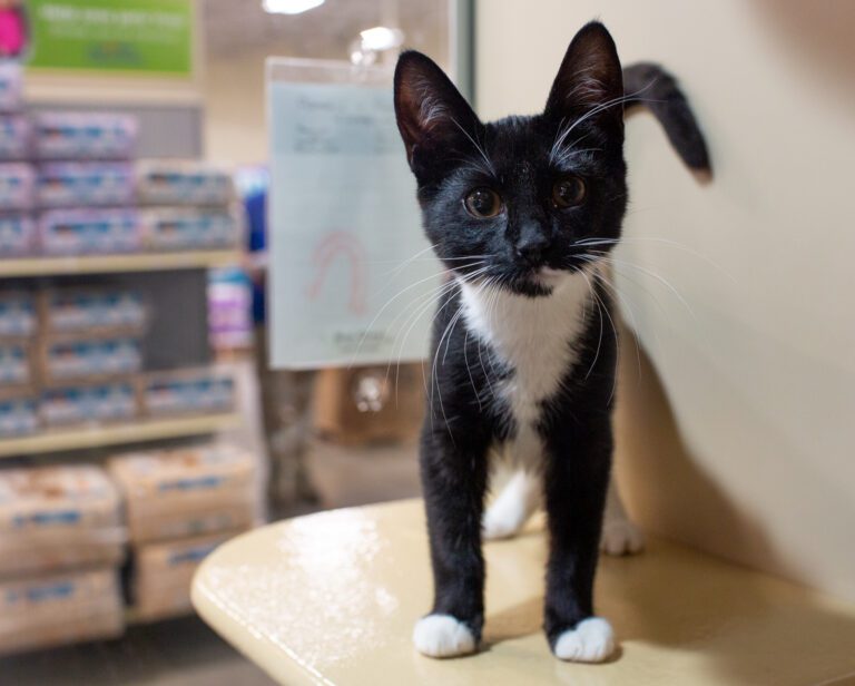 Kitten León stands in the Whatcom Feline Alliance center in PetSmart on Aug. 22.