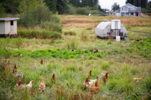 Chickens roam a pasture at a farm outside Bellingham. The Whatcom Conservation District