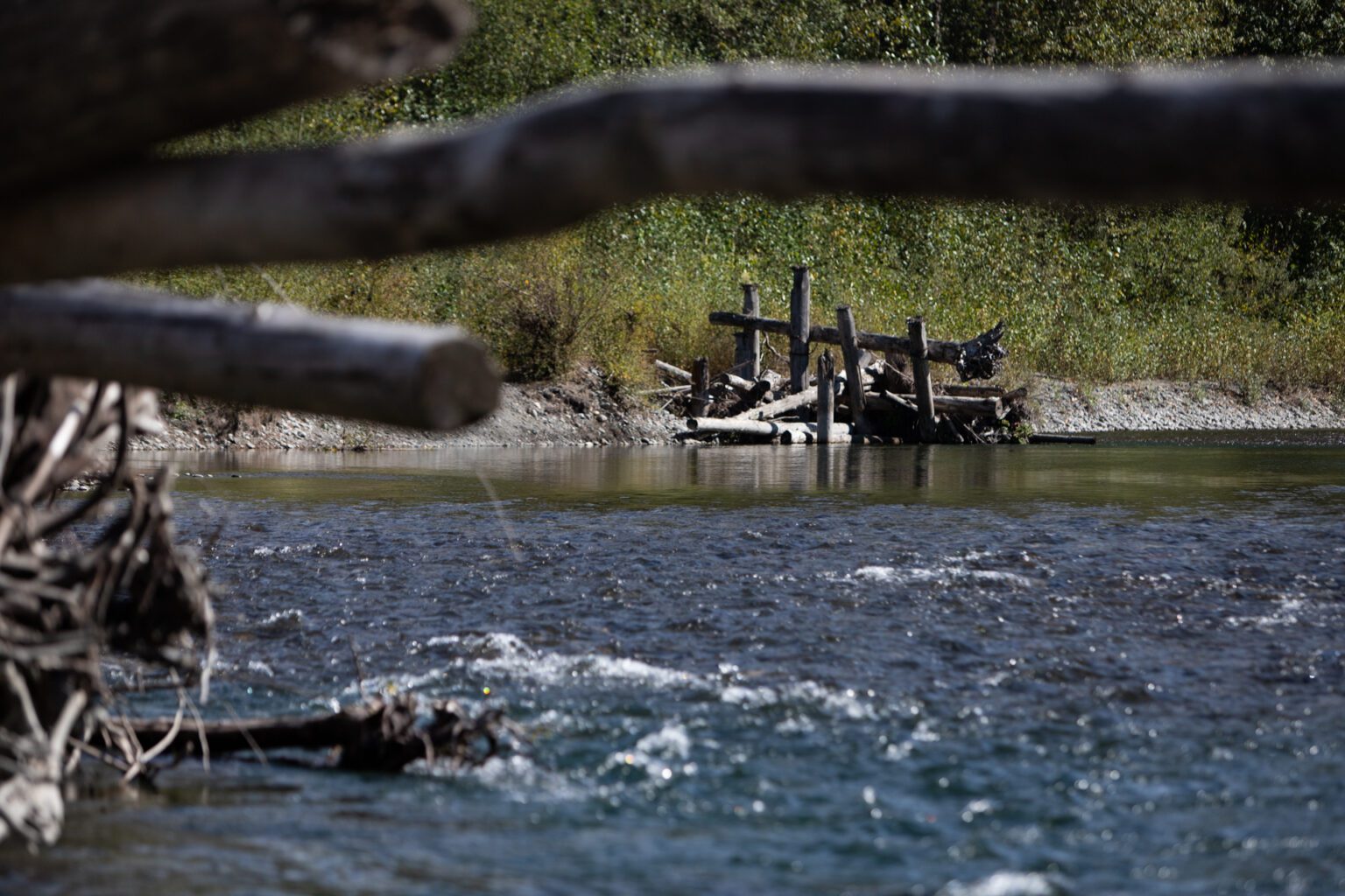 Manmade logjams create salmon habitats along the South Fork Nooksack River. The logjams disrupt the water flow and create deep