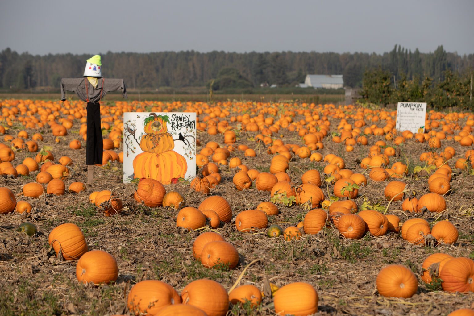 Hundreds of pumpkins are available for picking at Stoney Ridge Farm.