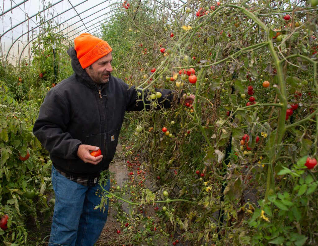 A farmer picks tomatoes inside their greenhouse.
