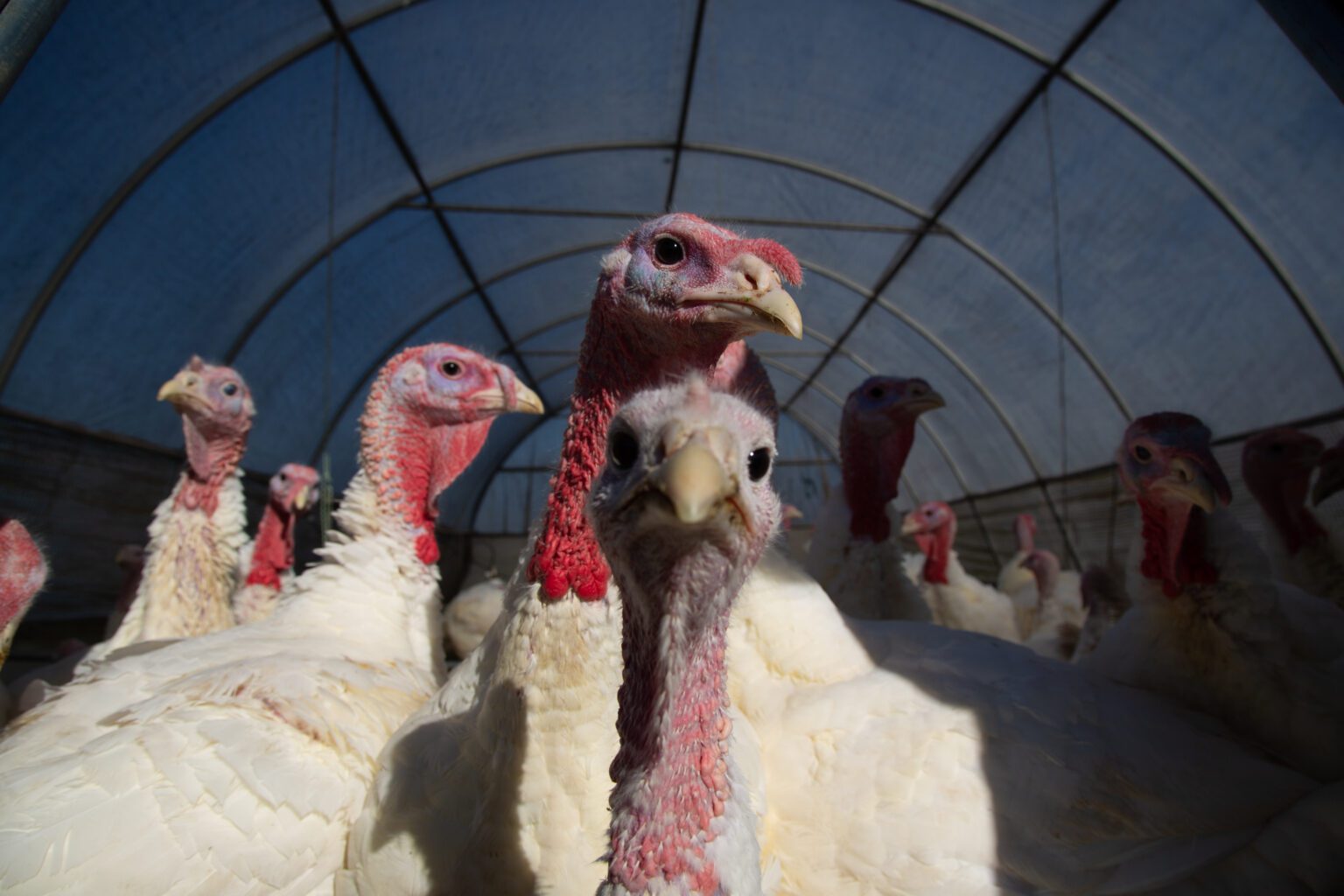 Osprey Hill Farm turkeys roam in their pen on Nov. 9. The farm raises