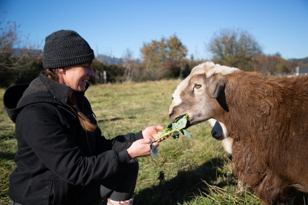 Osprey Hill Farm owner Anna Martin hand feeds a sheep as another sheep waits its turn next to it.