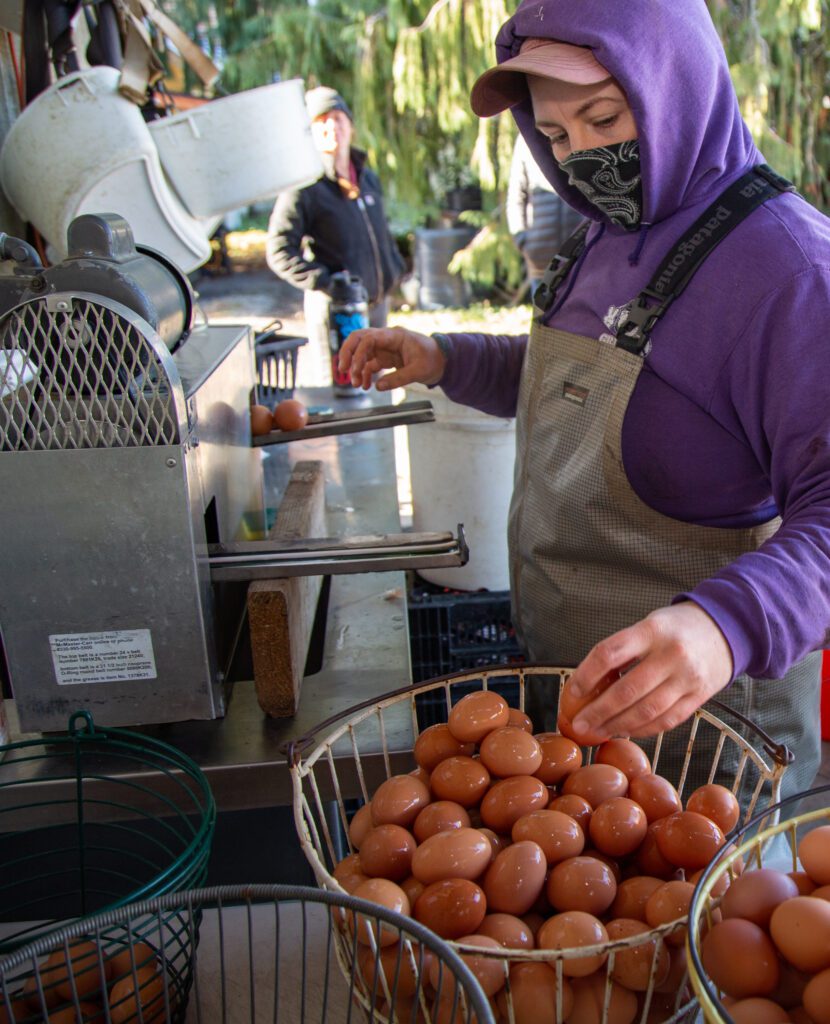 Farm lead Hannah Palm washes eggs laid while wearing a bandana over their mouth and nose.