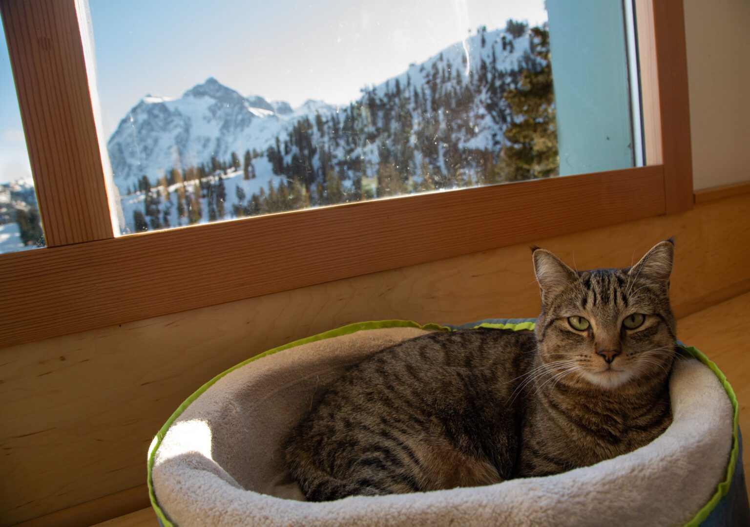 Lodge cat Tillie sits in a window bed at Heather Meadows Lodge at Mount Baker Ski Area on Nov. 18.