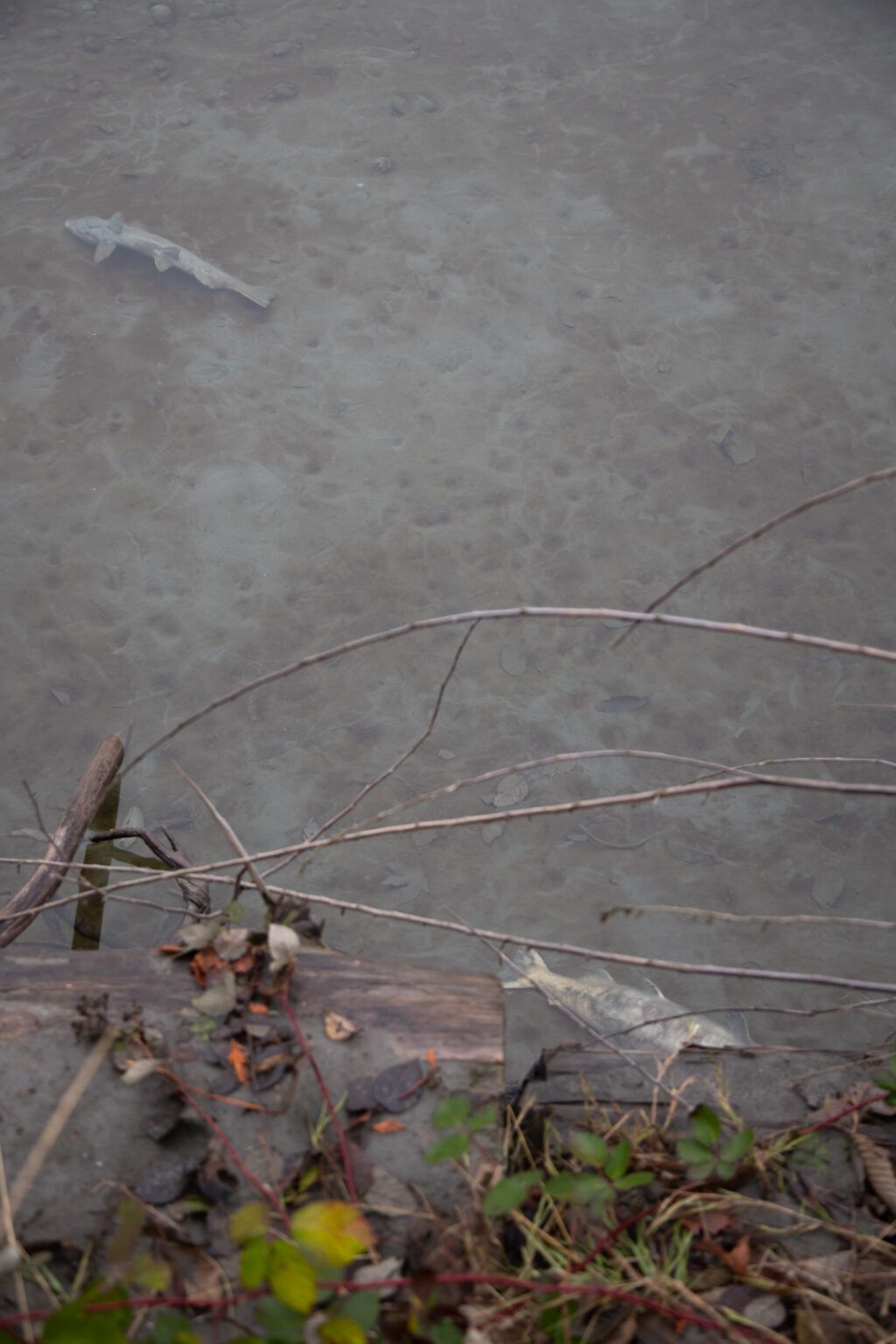 Spawned chum salmon lay near the banks of the Nooksack River in Whatcom County