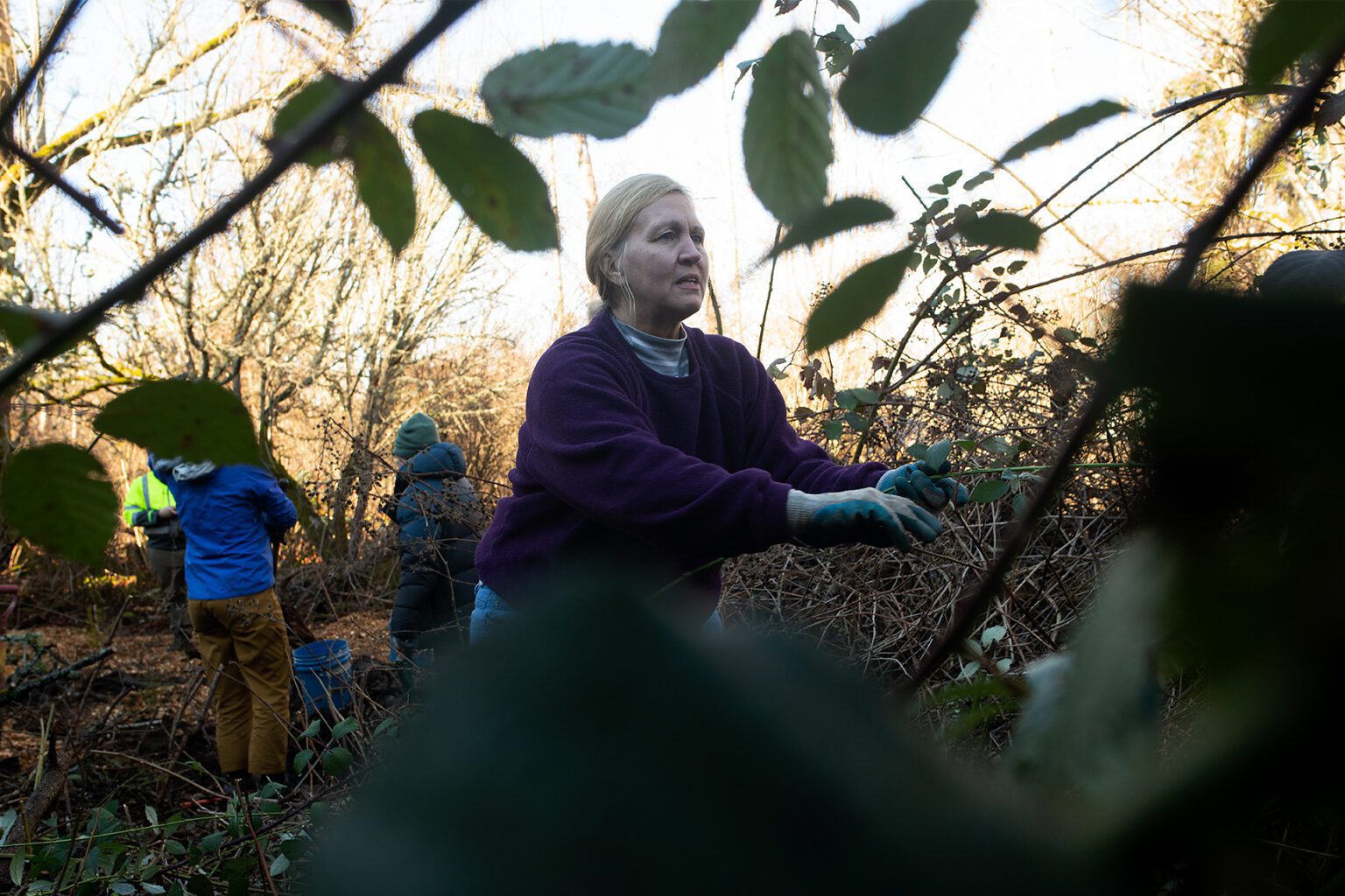Volunteer Karen Grove removes the invasive species commonly known as Himalayan blackberry from East Meadow Park Jan. 28 in the Samish neighborhood. "I just wanted to get involved helping our community and to get to know the parks