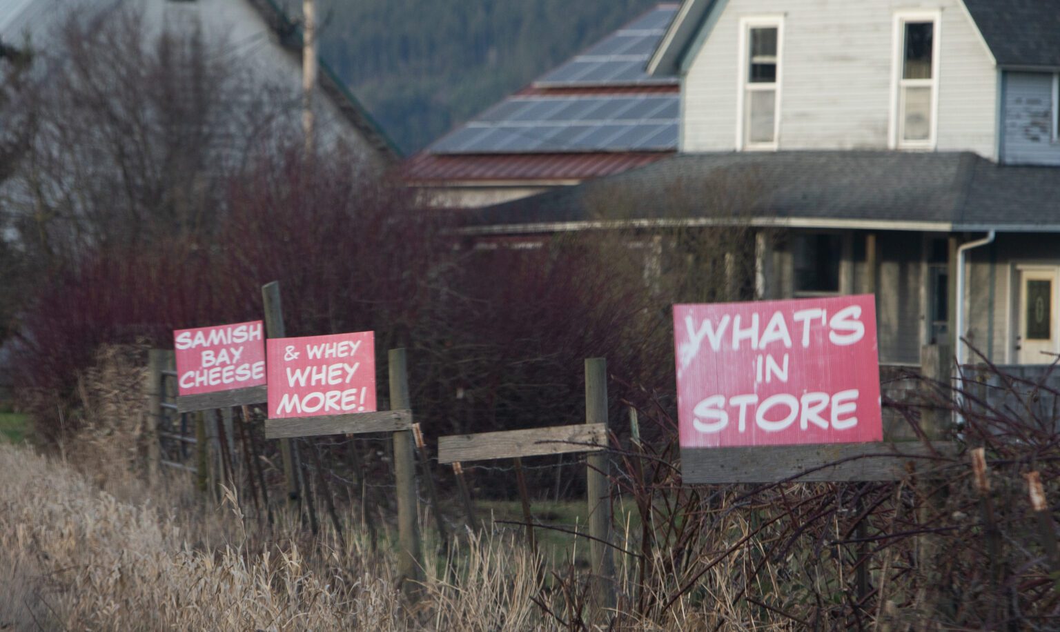Signs advertise the Samish Bay Cheese store in Bow on Feb. 8. Skagit County is considering changes to what it considers acceptable agritourism