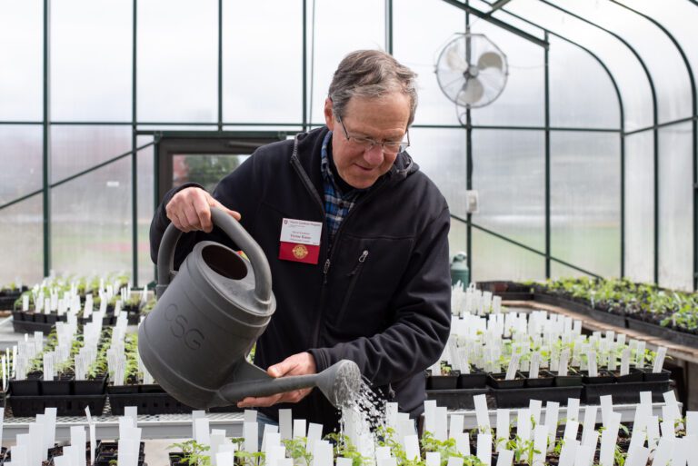 Master Gardener Foundation President Vic Knox waters tomato plants April 13 in a greenhouse at Hovander Homestead Park. Approximately 2