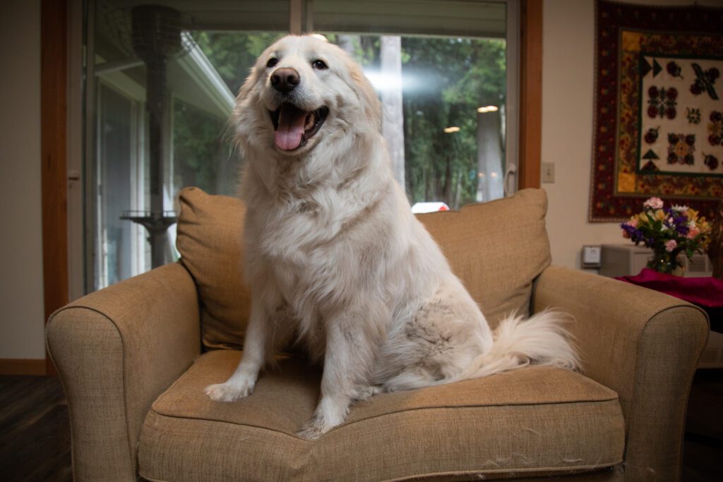 Luna, a great Pyrenees, sits on a light brown couch with a smile.