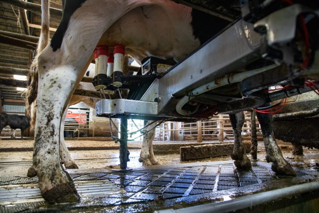 A cow is milked by a machine in the Steensma family's barn.