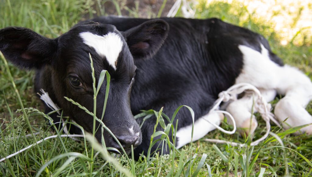 A calf, just a few days old, rests in the grass.