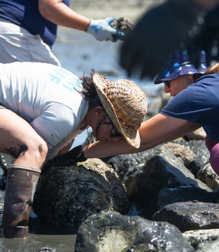 Swinomish Fisheries marine ecologist Courtney Greiner, left, and Stz'uminus marine ecologist Skye Augustine work to move a particularly heavy rock on the muddy shore.
