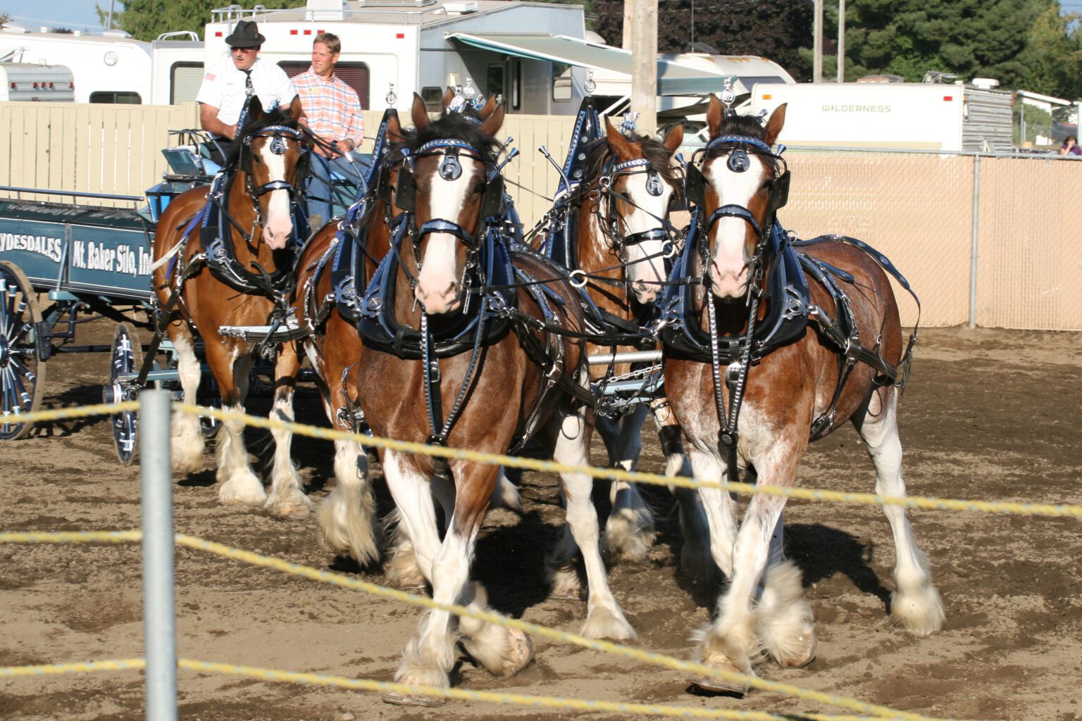 A six-horse hitch of Clydesdales performs a tight turn during the "Lynden Fair Free Drive