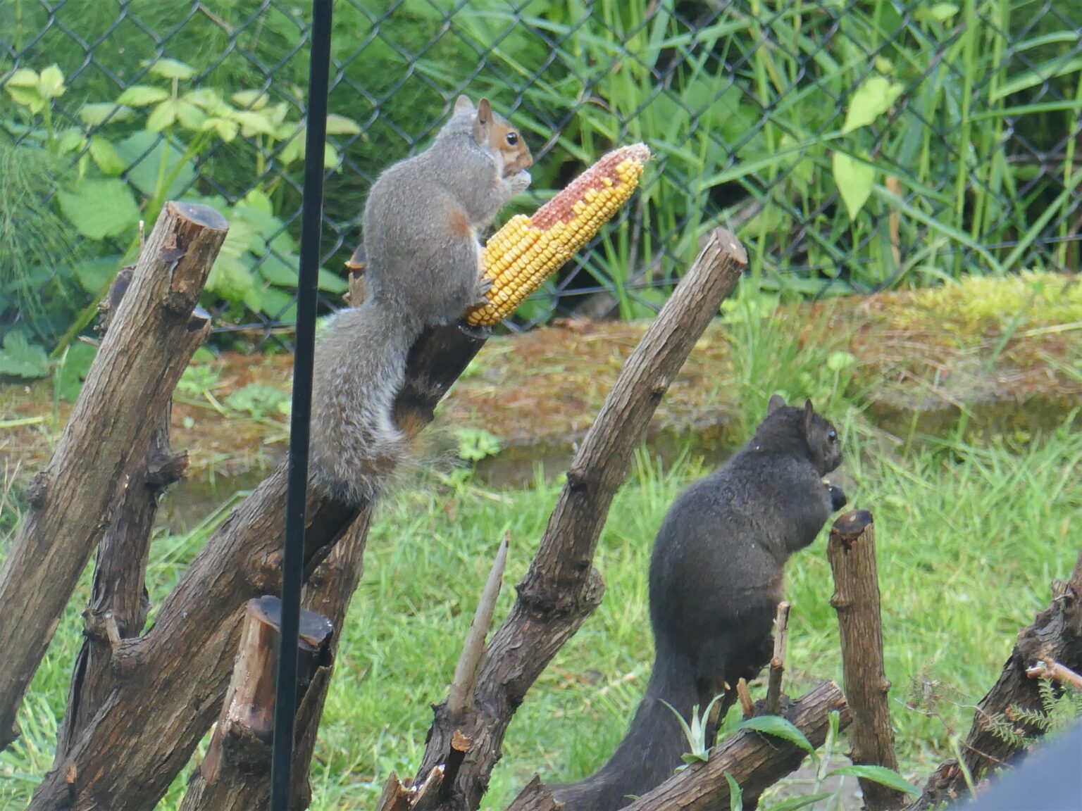 A gray squirrel and black squirrel lunch together in the Alabama Hill neighborhood of Bellingham.