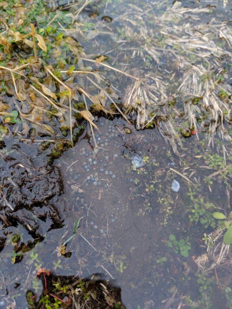 Aquatic plants floating on top of the creek's water, right above bullet casings at the bottom.