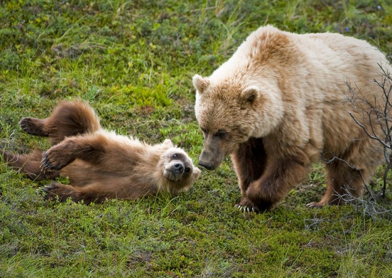 A grizzly bear sow watches over her playful cub. Wildlife biologists hope a thriving grizzly population can return to the North Cascades