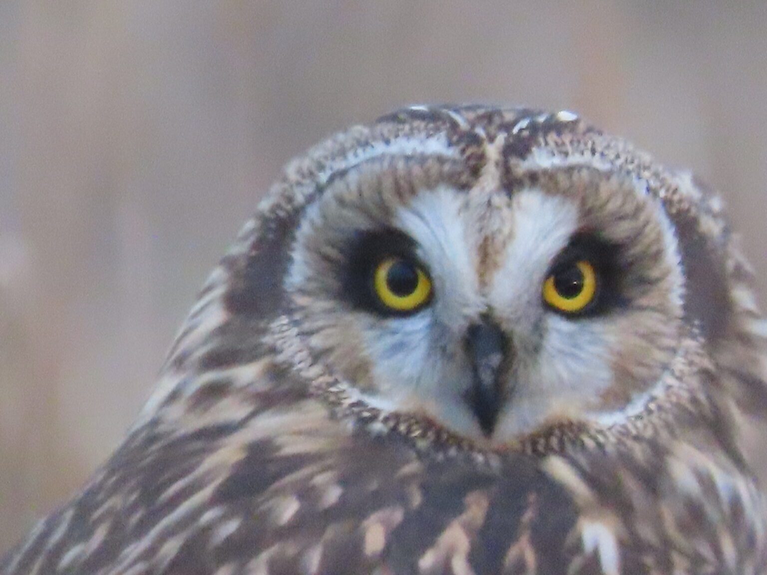 An owl is photographed on Skagit Flats on Jan. 10.