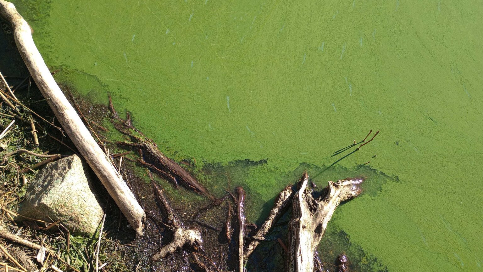 Algae blooms color waters on the shores of Lake Padden in late January. Whatcom County officials reported March 7 that no toxins were detected in recent water samples.