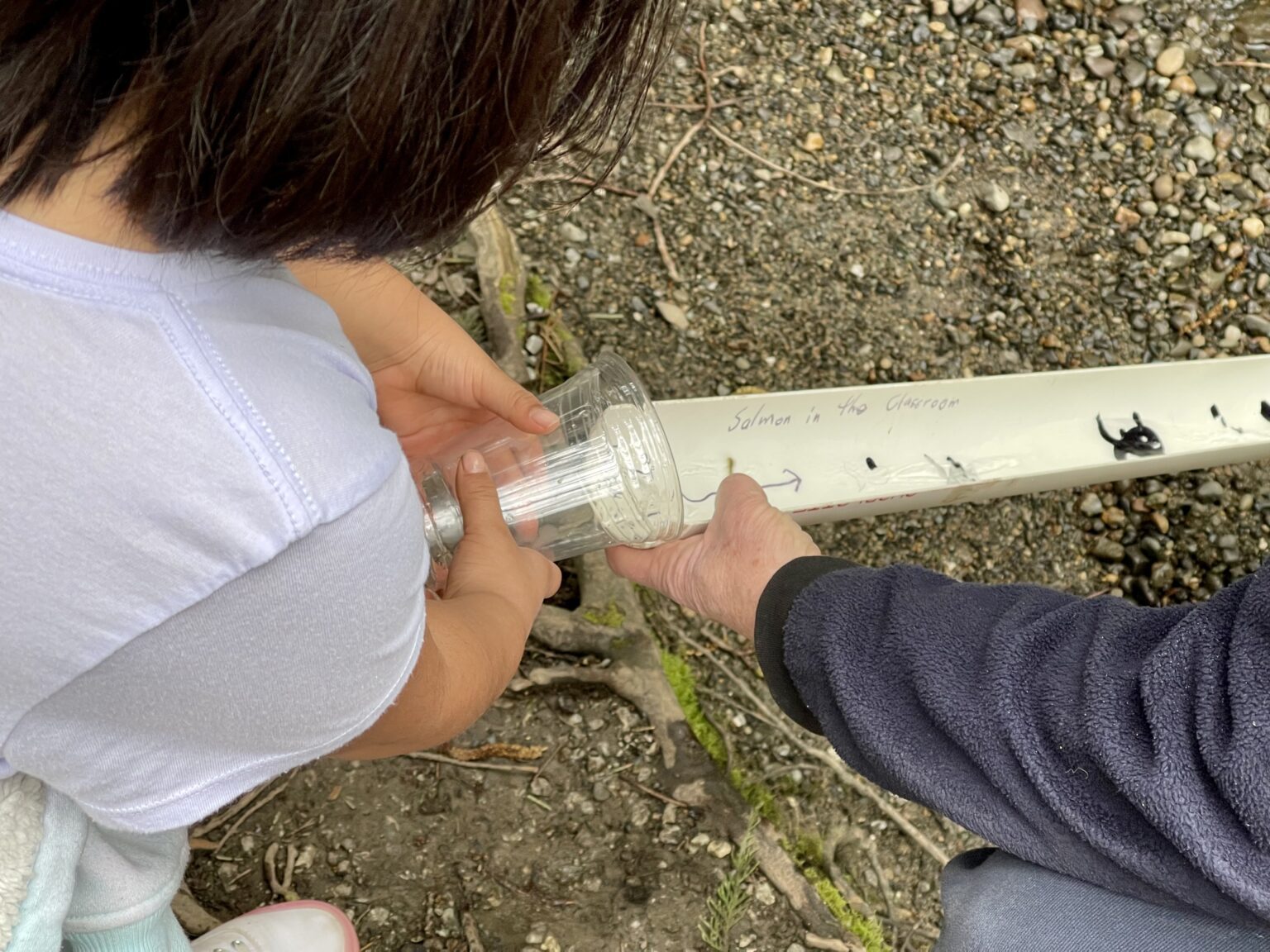 First and fourth grade students have been raising chum salmon eggs since January