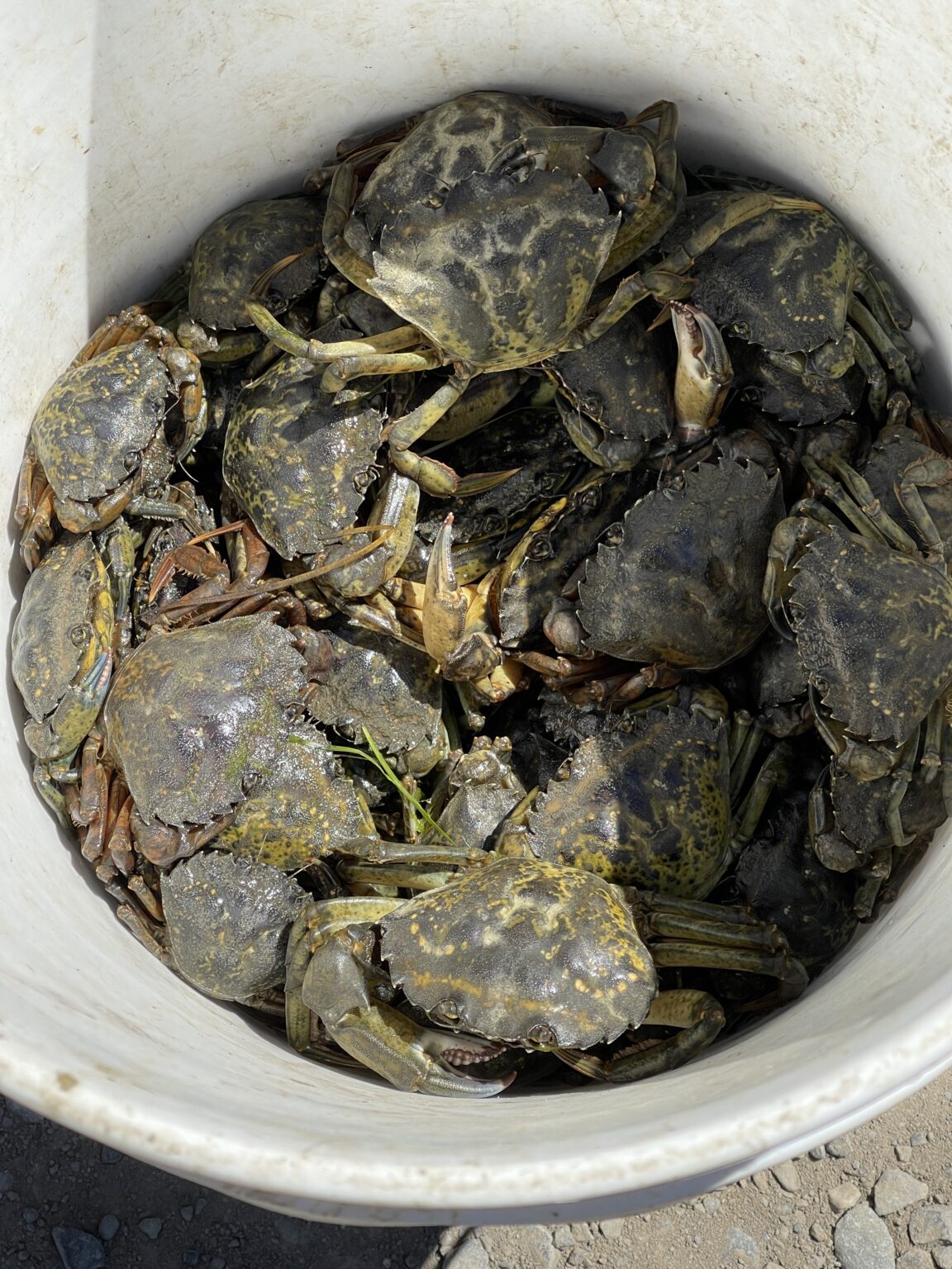 European green crabs are an invasive species