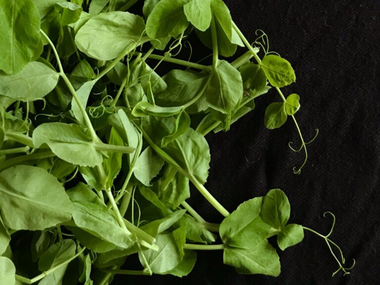 Pea tendrils on a black background.