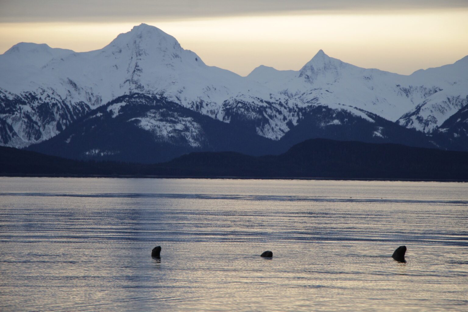 Three seals breaching the waters with the snowy mountains in the background.