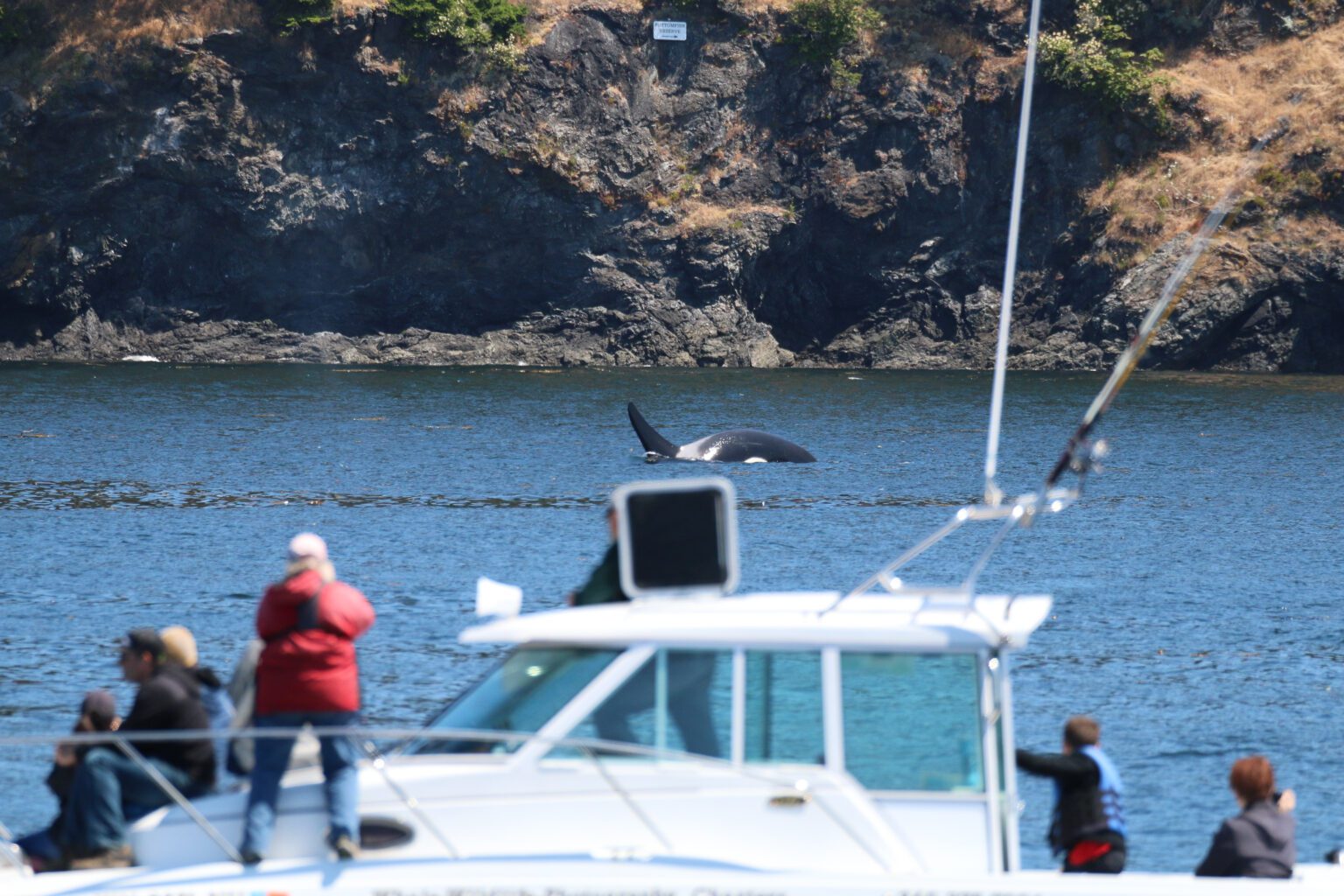 Whale watchers stray close to a Southern Resident orca in the San Juan Islands in summer 2015. New legislation requires vessels to maintain a 1