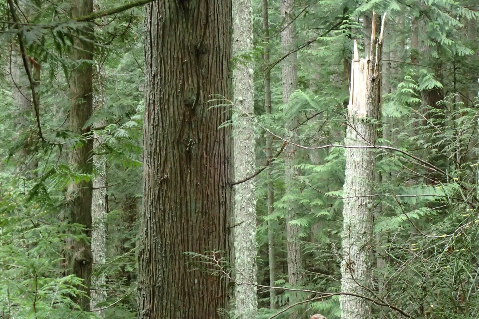 A stand of "nearly-old-growth trees" in the Bessie forest
