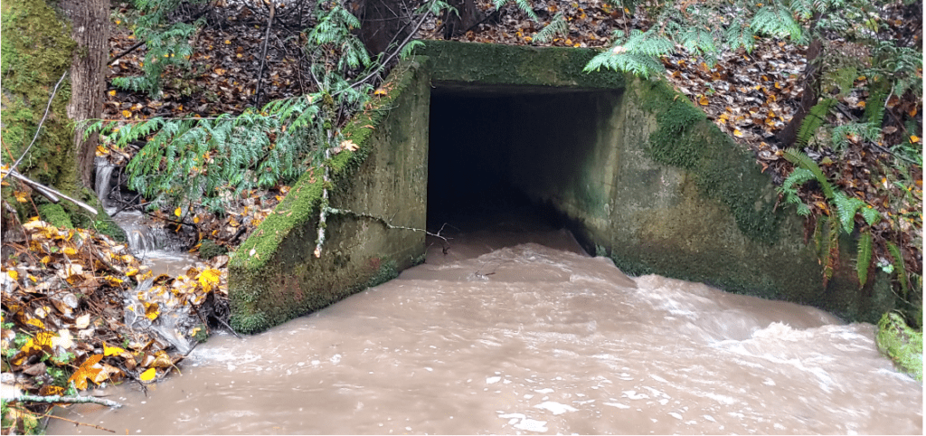 The existing 6-by-6-foot box culvert at Squalicum Creek will be removed this summer.