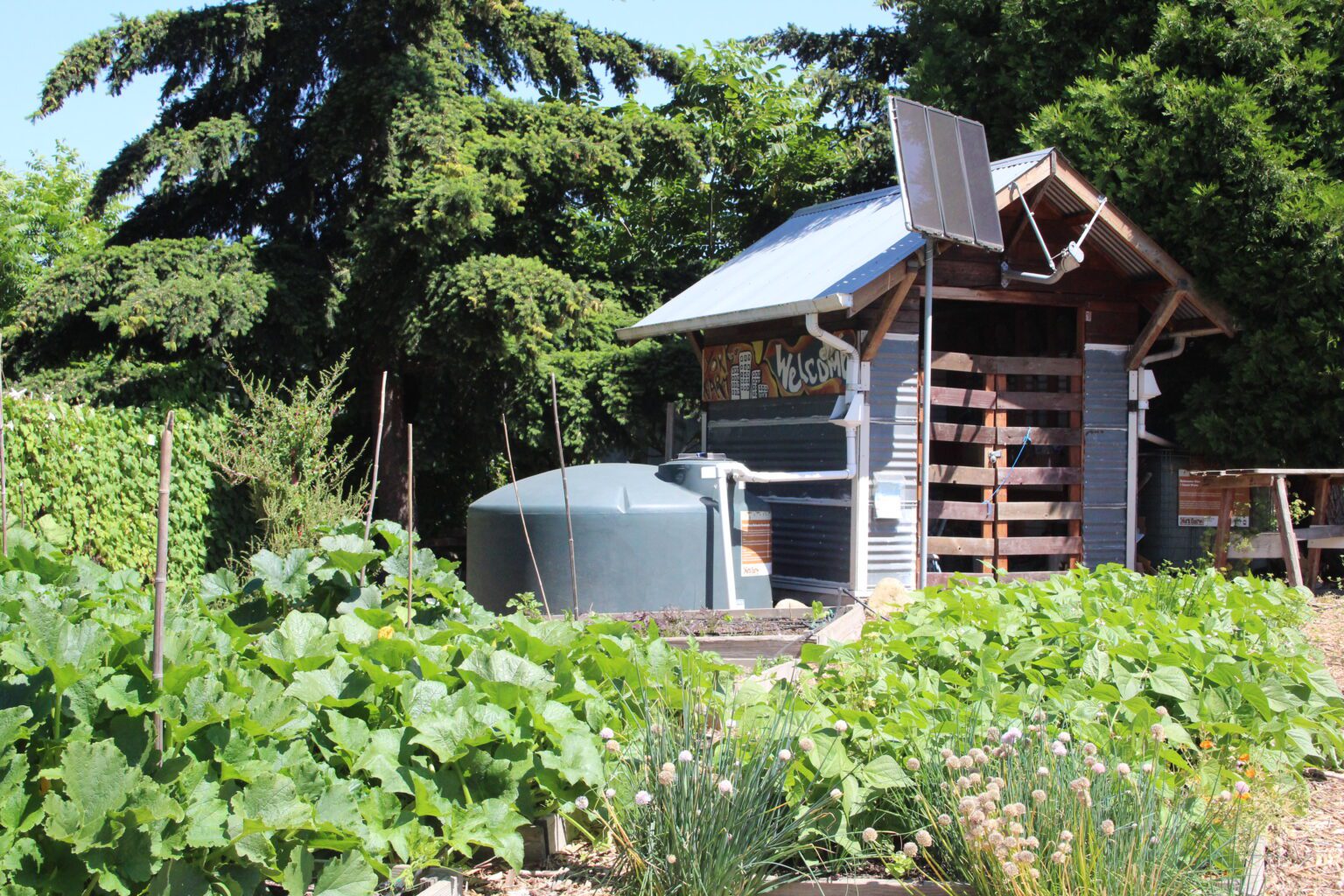 The York Community Farm began in 2013 as a way to make something useful out of a patch of abandoned grass owned by the Washington State Department of Transportation. Today the garden grows pounds of fruits and vegetables