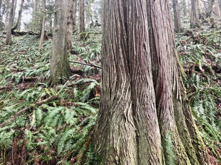 Older forests such as those at Stimpson Family Nature Reserve provide grand winter hiking opportunities for Bellingham residents new and old.