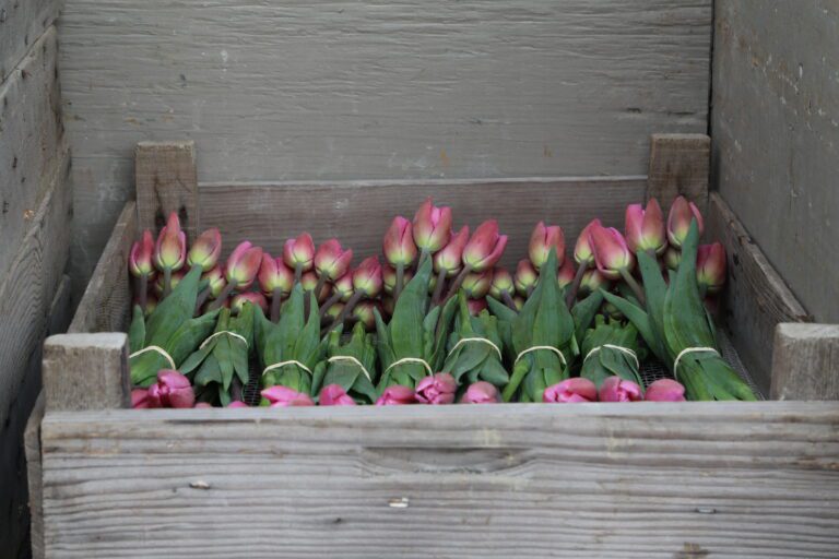 Freshly picked tulips at Tulip Town await visitors from near and far through April 30. A Locals Night taking place Wednesday