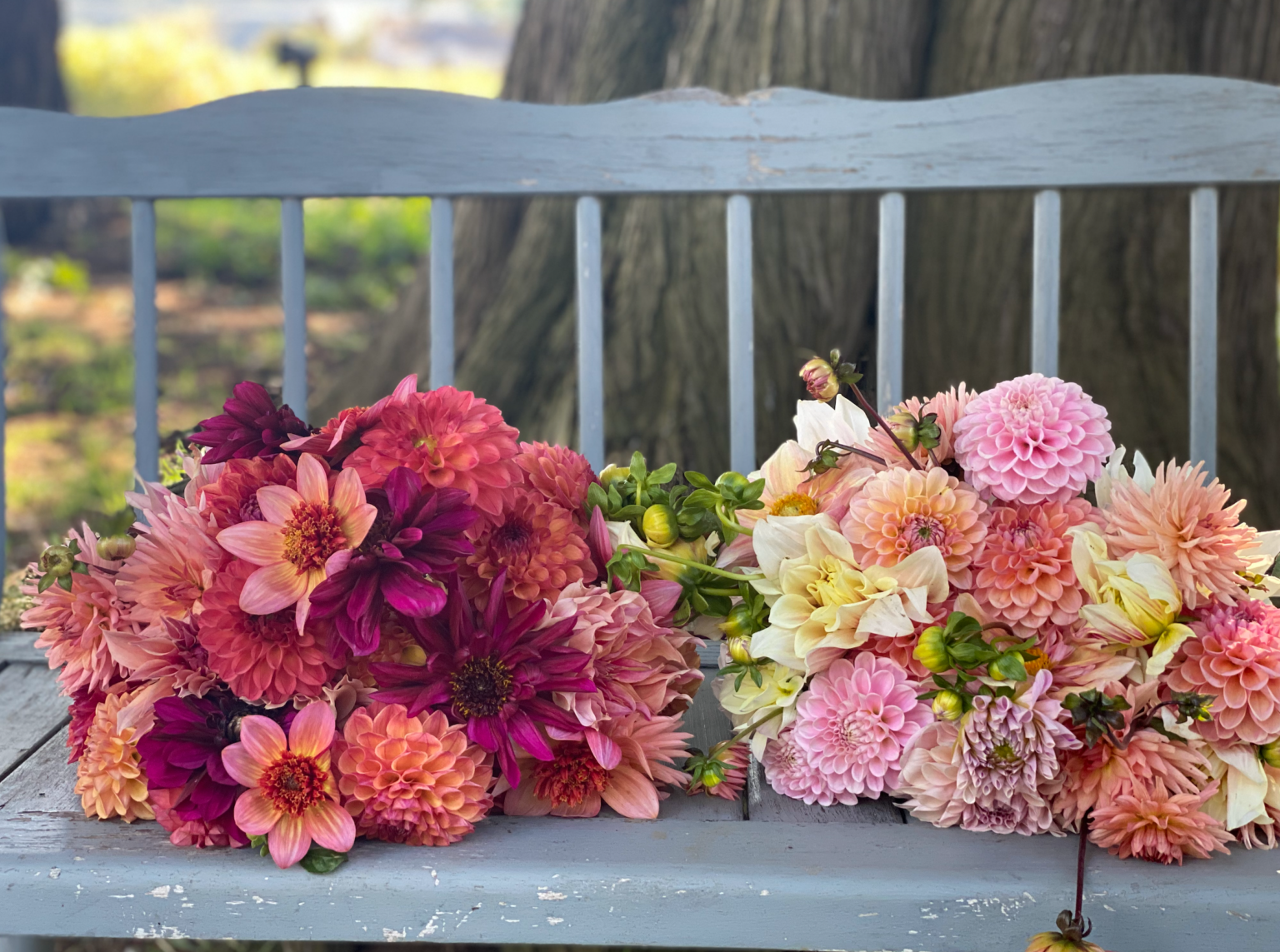 It's all about the blooms at Dahlia Day