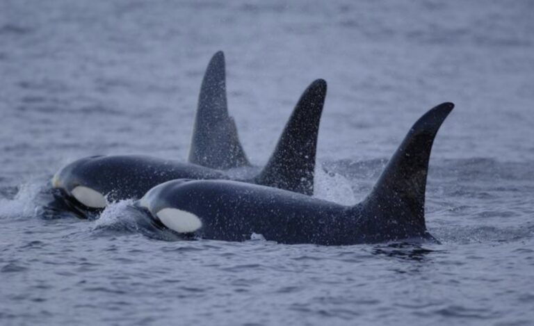 A pod of orcas