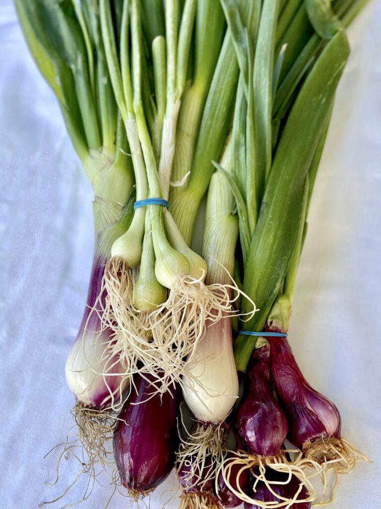 All spring onions have a bulb and long green stalks